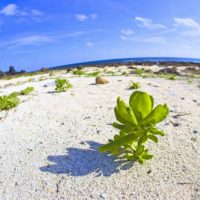 宝島の砂浜と植物