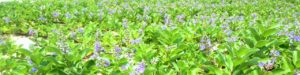 宝島の砂浜に咲く花