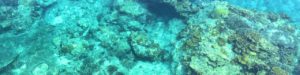 大間海岸の珊瑚礁