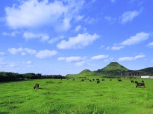 宝島の大原牧場と牛たち
