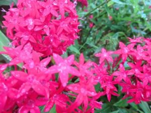 宝島に咲くピンク色の花
