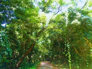 宝島の緑があふれる道