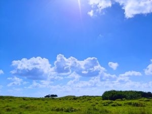 宝島の大原牧場の草原