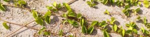 宝島の砂浜の植物