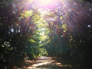 宝島の太陽がまばゆい道