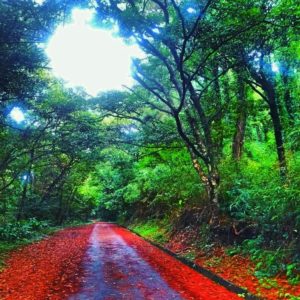 宝島の雨上がりの道
