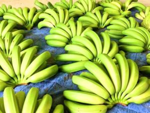 宝島のバナナの収穫