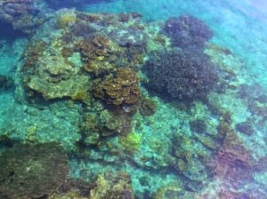 宝島の珊瑚礁と海