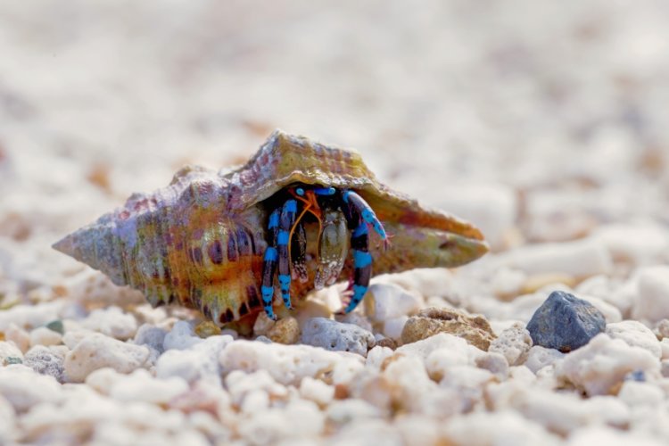 珊瑚の砂浜のヤドカリ