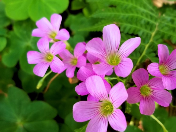 宝島の咲く可憐な花